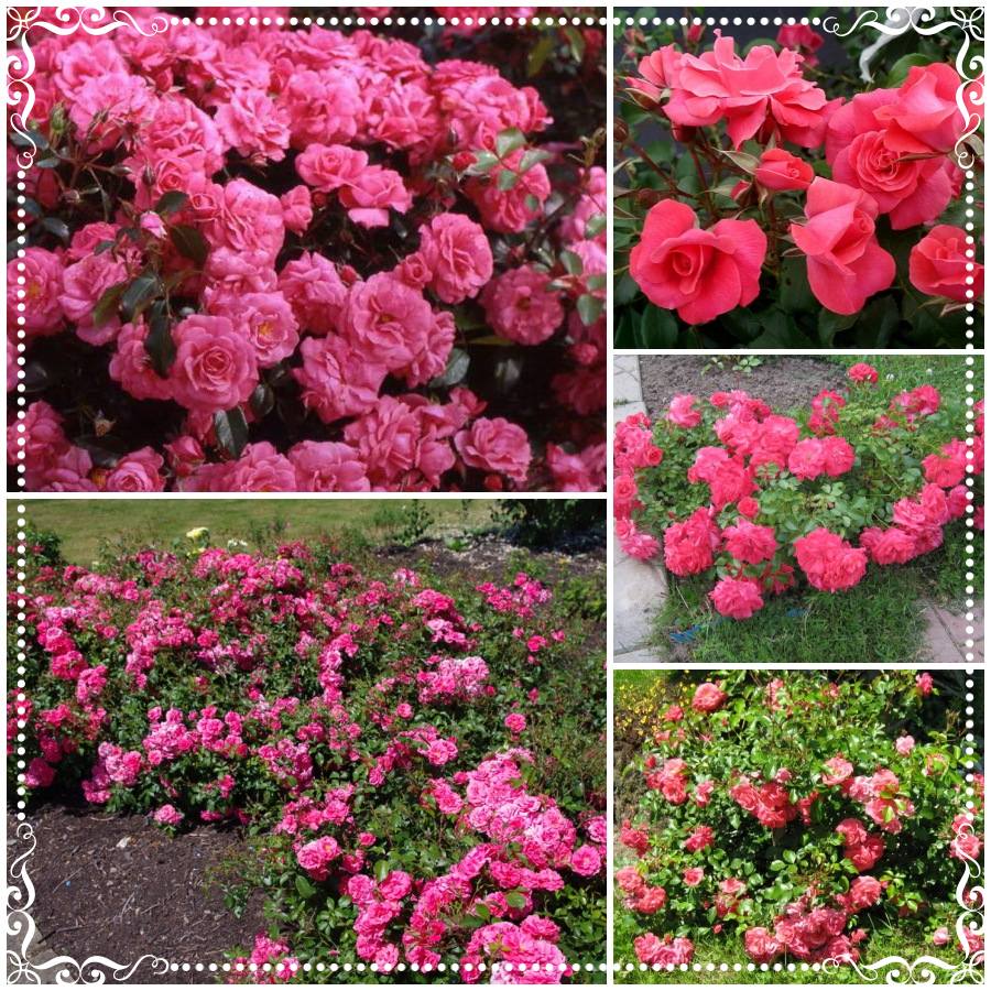 BAD BIRNBACH róża rabatowa